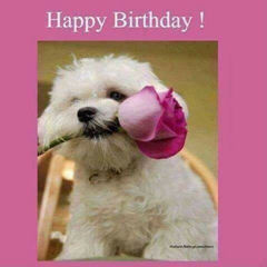 Happy Birthday Dogs